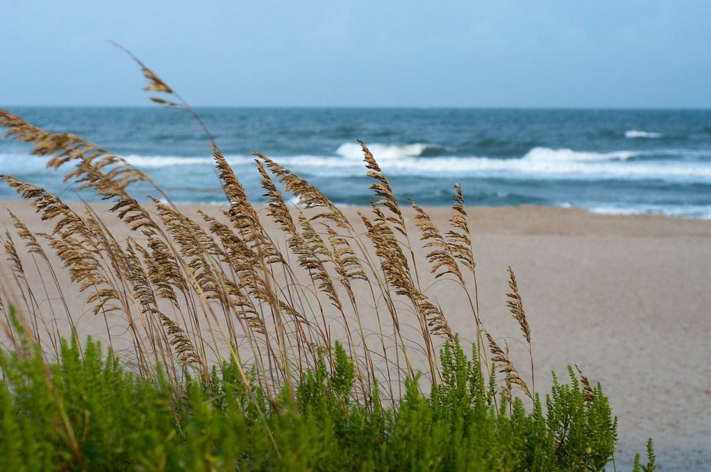 Sea oats over the surf on the Grand Strand